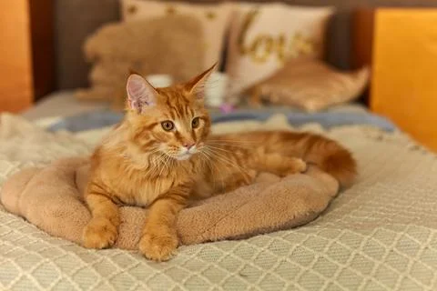 Red cat that has woken up, which is lying at on a soft pillow on the bed Stock Photos
