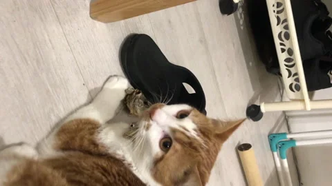 Red cat with the head of dried fish. Drings her on the floor. Vertical video. Stock Footage 271627200