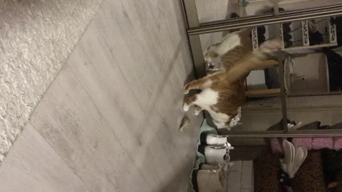 Red cat with the head of dried fish. Drings her on the floor. Vertical video Stock Footage 271627203