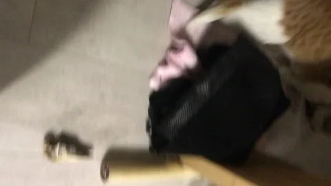 Red cat with the head of dried fish. Drings her on the floor. Vertical video. Stock Footage 271627222