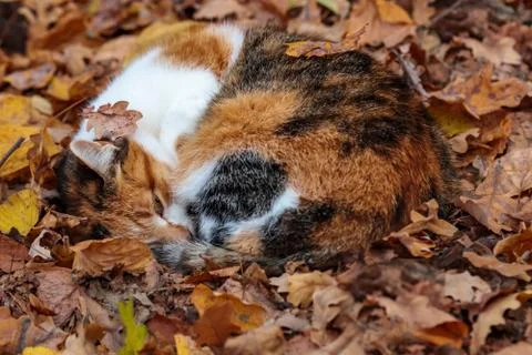 Red cat in hidden in autumn fall. Domestic animal Stock Photos