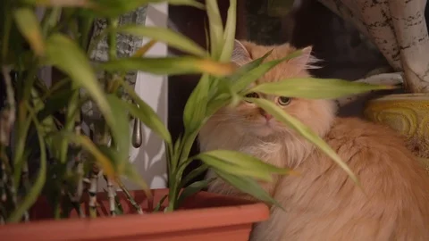 Red cat hides behind a flower and sniffs it. close up. Domestic cat on the Stock Footage 99007268