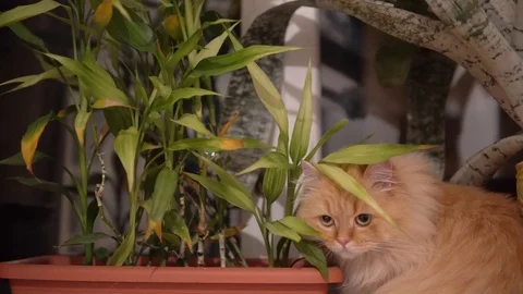 Red cat hides behind a flower and sniffs it. close up. Domestic cat on the Stock Footage 99007284