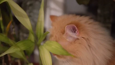 Red cat hides behind a flower and sniffs it. close up. Domestic cat on the Stock Footage 99007298