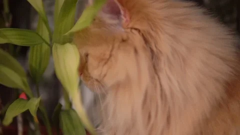 Red cat hides behind a flower and sniffs it. close up. Domestic cat on the Stock Footage 99007317