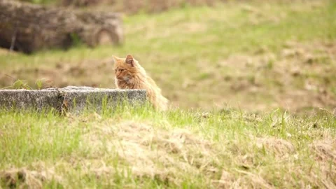 The red cat hides behind a rock and looks around. Stock Footage 165167442