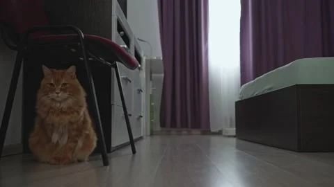 Red cat hides from the vacuum cleaner robot under a chair 動画素材 201688732