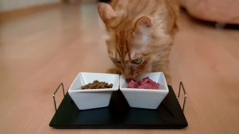 The Red Cat in the house during the day runs to the plate with food and meat Stock Footage 171111591