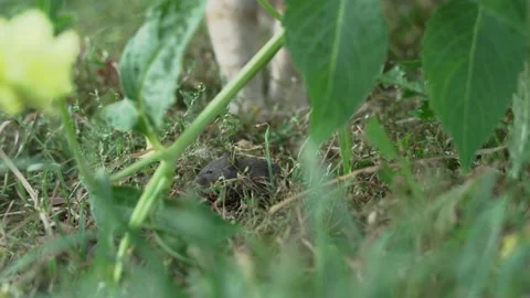 Red cat hunts for a gray mouse outdoors. Cat and field mouse. The concept of Video stock 213480161