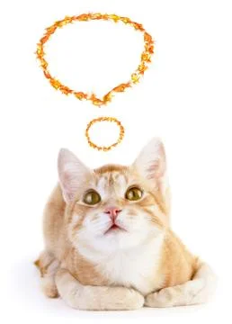 Red cat Stock Illustration