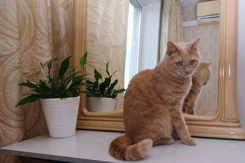 A red cat in the interior next to a mirror and a houseplant. Allergens . Stock Photos