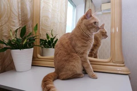 A red cat in the interior next to a mirror and a houseplant. Allergens . Stock Photos
