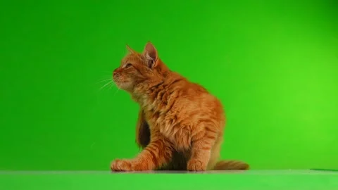 Red cat isolated on green screen Stock-Footage 95466477