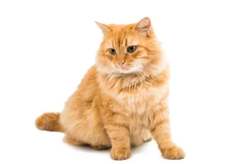 Red cat isolated Stock Photos