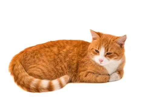 Red cat isolated Stock Photos