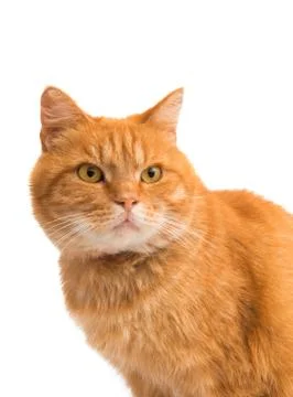 Red cat isolated Stock Photos