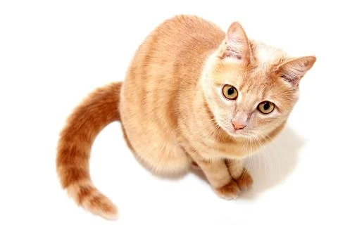 Red cat is isolated on white background Stock Photos