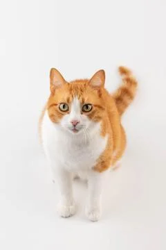 Red cat isolated on white background Stock Photos