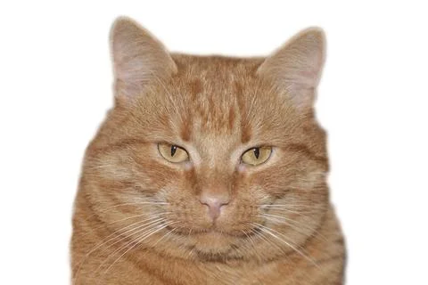 Red cat isolated on white background, clipping path Stock Photos