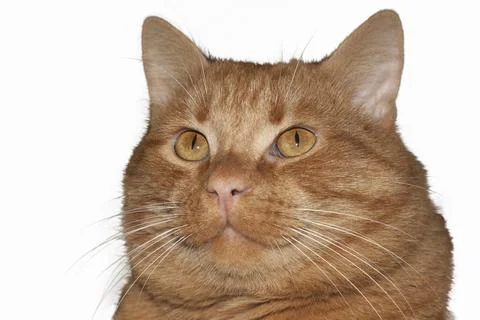 Red cat isolated on white background Stock Photos