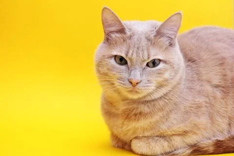 Red cat isolated on a yellow background, Stock Photos