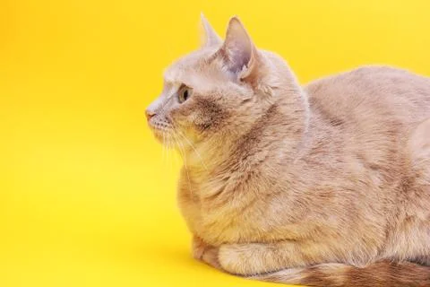 Red cat isolated on a yellow background, Stock Photos