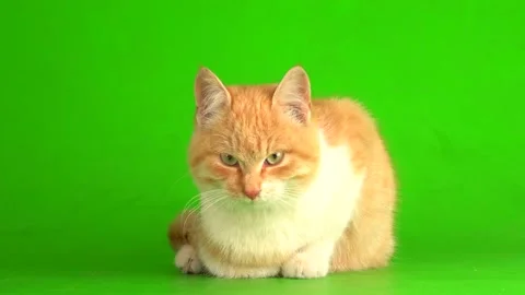 Red cat kitten on a green screen background. Stock Footage 143456124