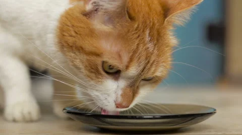 Red cat laps up fresh milk Stock Footage 62314836