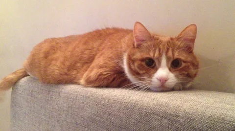 Red cat lays on the couch and looking at the camera Stock Footage 52672003