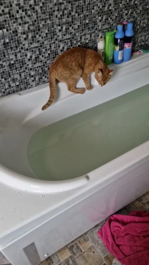 Red Cat Learns About Water, Dobricea, Romania 스톡 동영상 243942631
