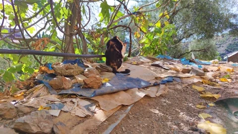 Red cat licking paws and washing face. happy cat washes, licks his paw. Stock Footage 253562053