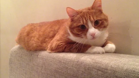 Red cat lies on the back of the sofa Stock Footage 52671751