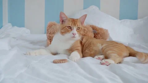 Red cat lies on the bed and looks in different directions. Stock Footage 248908314