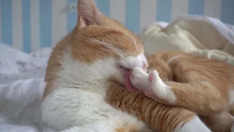 Red cat lies on the bed and washes its paw. Stock Footage 275144044