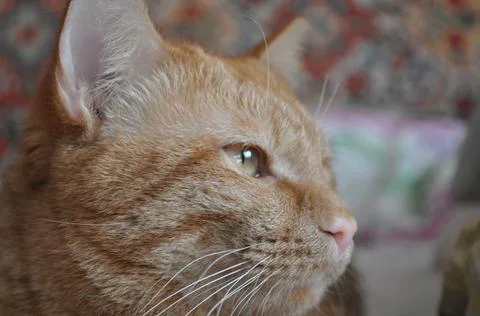 Red cat lies on the bed Stock Photos