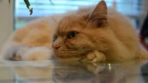 Red Cat Lies on a Bed Pulling Paws, Legs Stretched Forward, Tabby Cat, Pet Stock-Footage 79281422