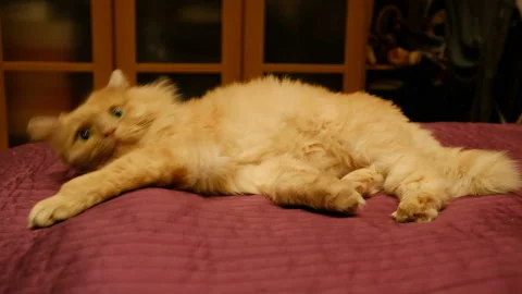 Red Cat Lies on a Bed Pulling Paws, Legs Stretched Forward, Tabby Cat, Pet, Beas Stock Footage 88261516