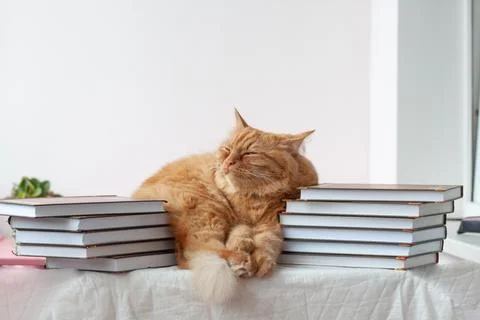 A red cat lies between two stacks of books, textbooks. I'm going to school so Stock Photos