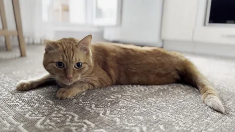 Red cat lies on the carpet Stock Footage 280335650
