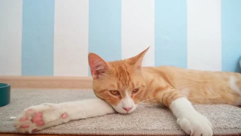 A red cat lies on the floor, raises its head and puts it on its paw. Stock Footage 249102633