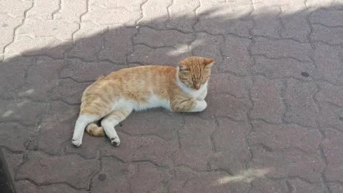 Red cat lies on the gray pavement. Cat with red eyes. strays, street cats. Stock Footage 314359446