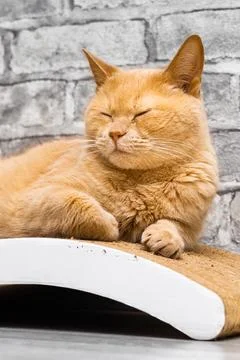 Red cat lies on a scratching post. Stock Photos