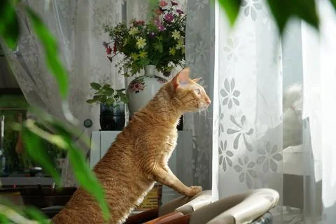 Red Cat look out of window with curiosity, standing on chair Stock Photos