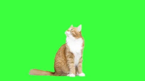 Red cat looking up and talking on a green screen Stock-Footage 62754922
