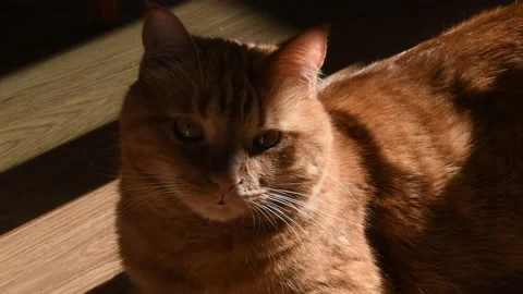 Red cat looking to camera and then lay down to get some sleep Stock Footage 139919644