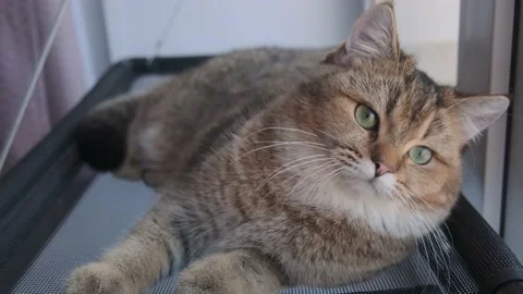 Red cat looking into the camera. Video stock 169261530