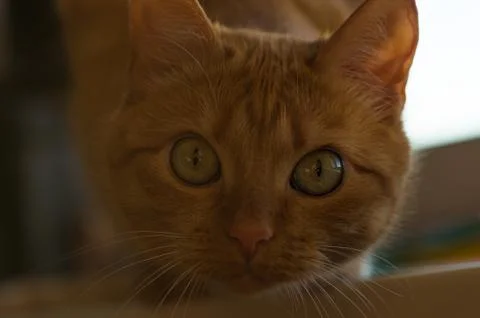 Red cat looking at the camera Stock Photos