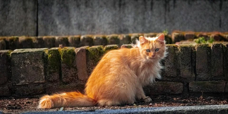 Red cat looking at the camera Stock Photos