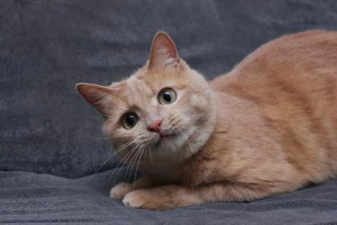 A red cat looking intently at the camera, head tilted. Stock Photos