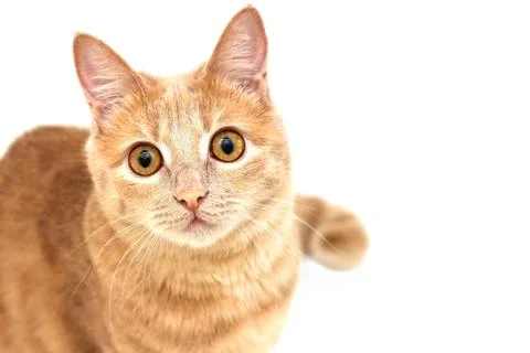 Red cat looking up isolated on white background Stock Photos